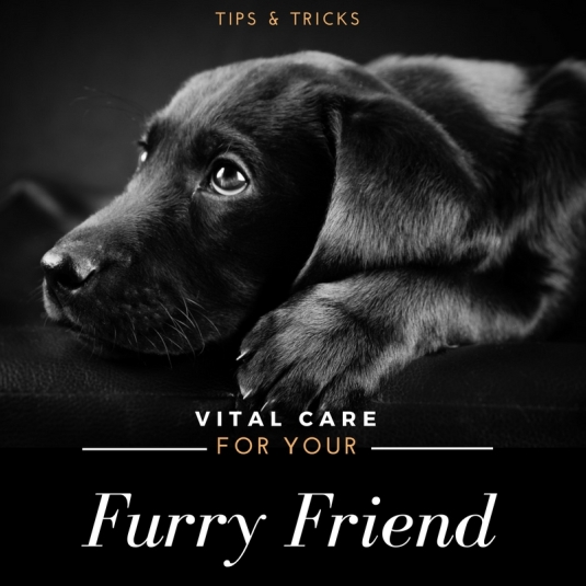 Tips&amp;TRICKS-for-your-furry-friend